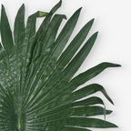 FAN PALM