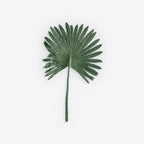 FAN PALM