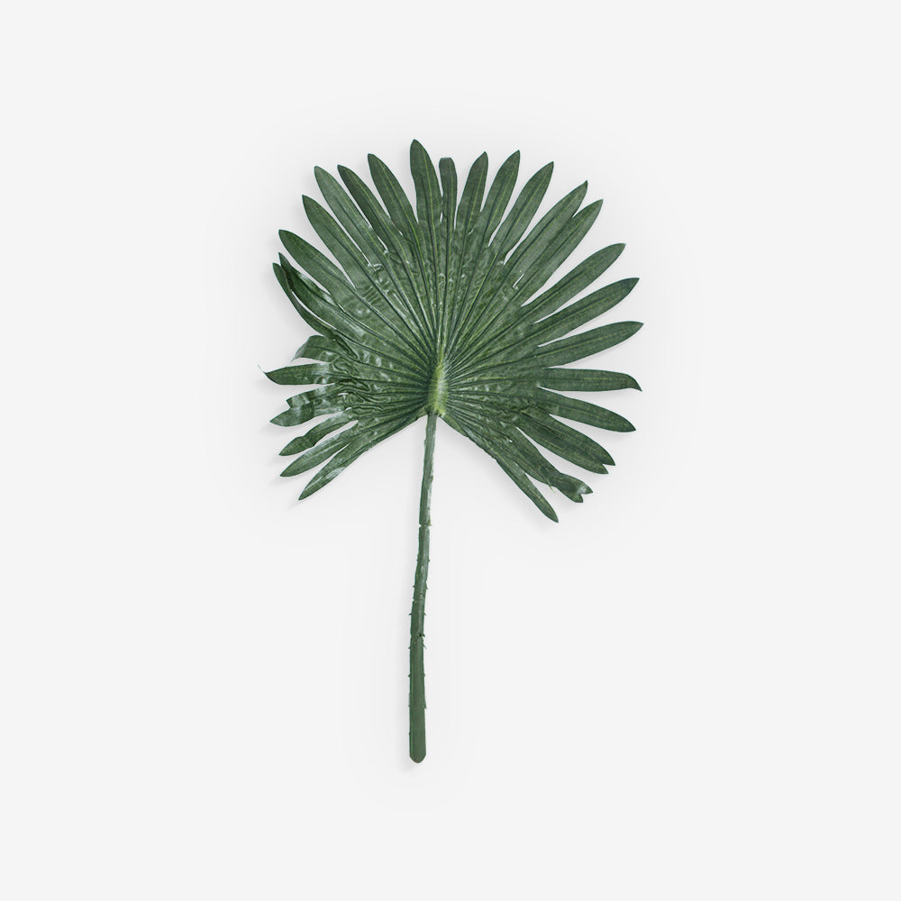 FAN PALM