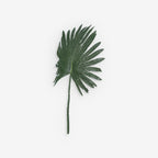 FAN PALM
