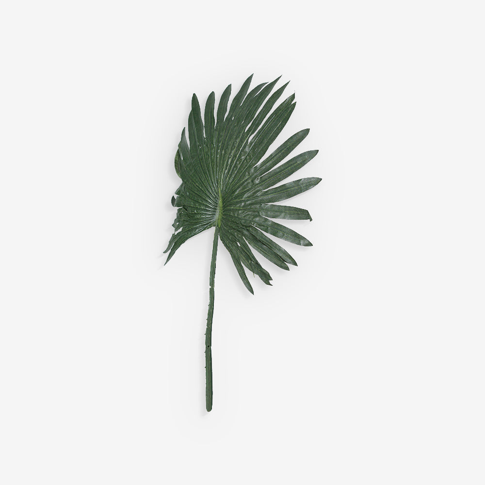 FAN PALM
