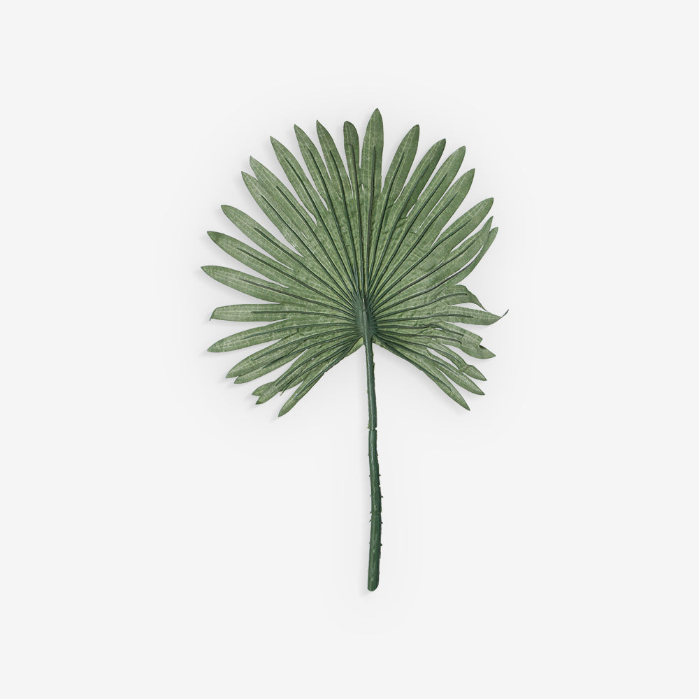 FAN PALM