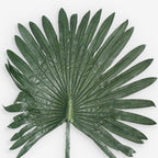 FAN PALM