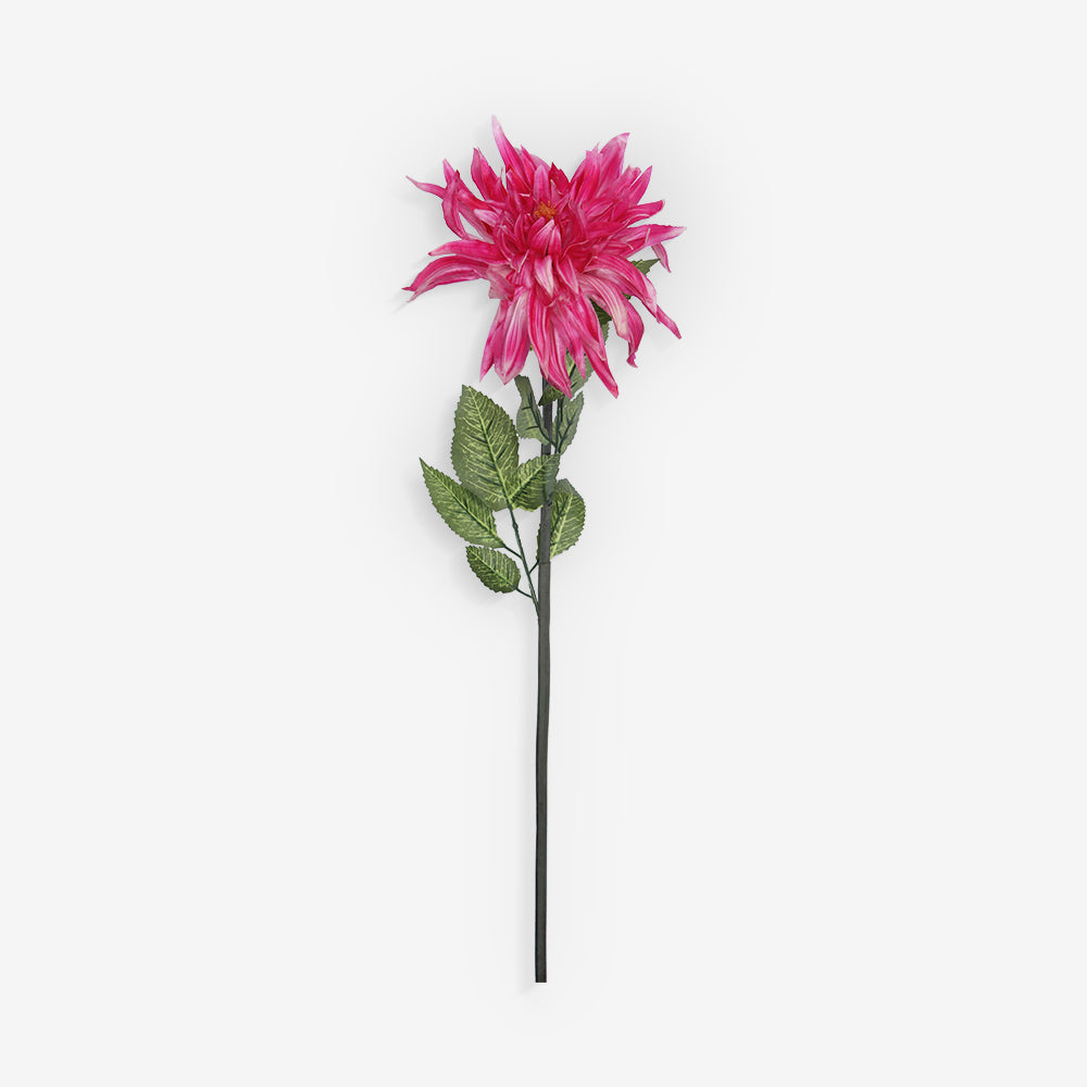 GAZANIA