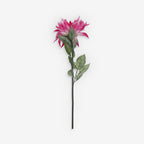 GAZANIA