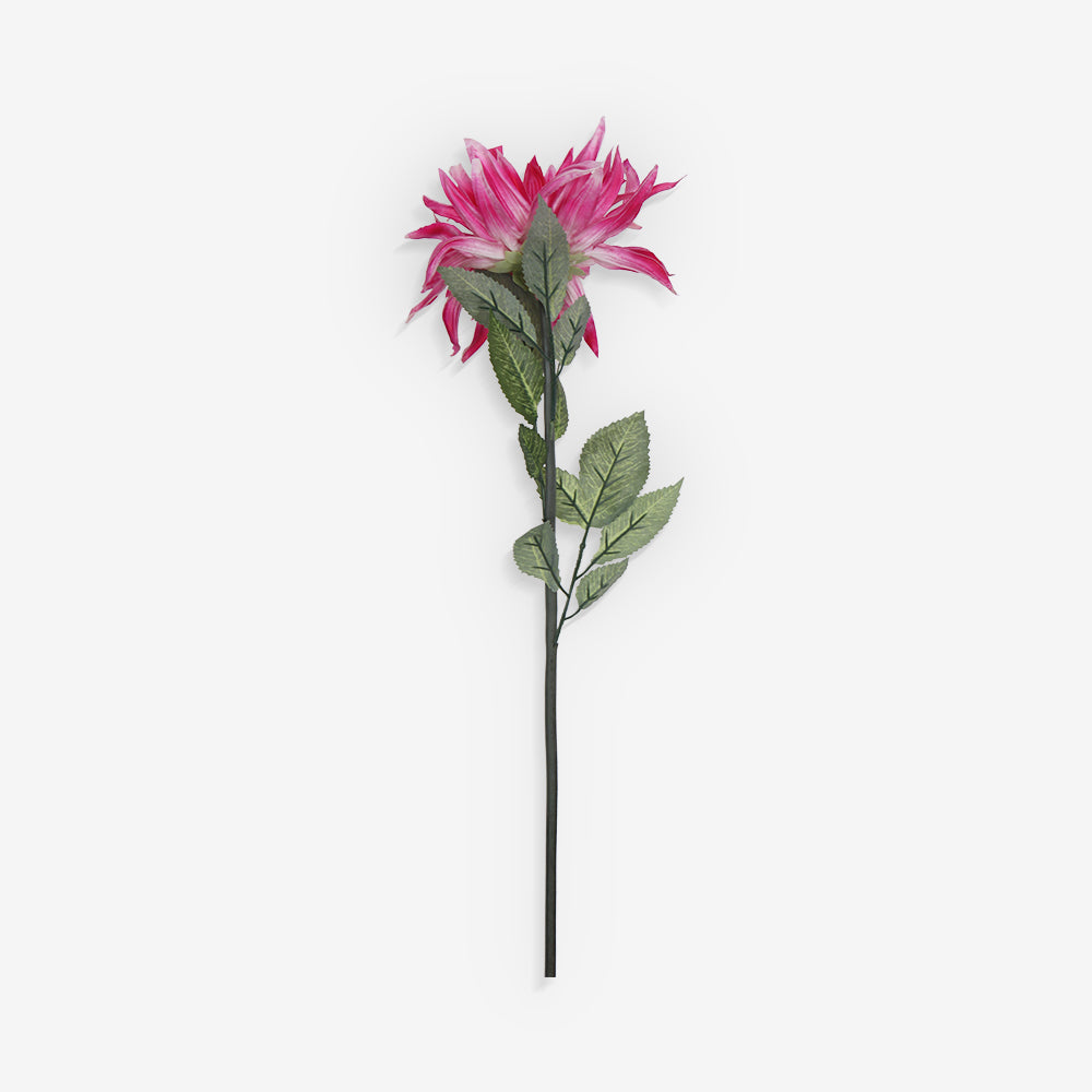 GAZANIA