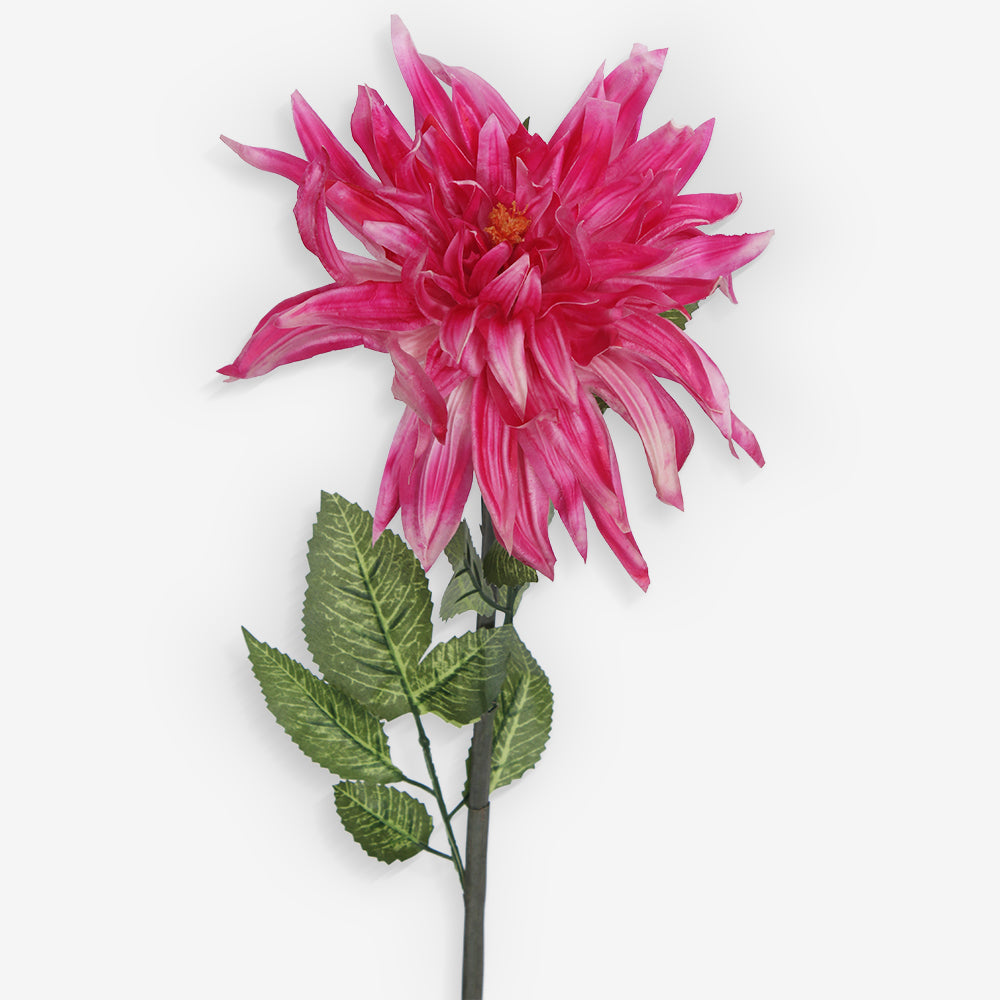 GAZANIA