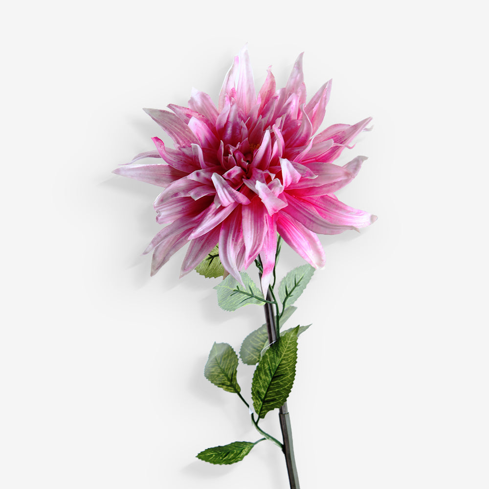 GAZANIA