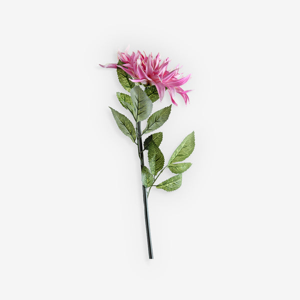 GAZANIA