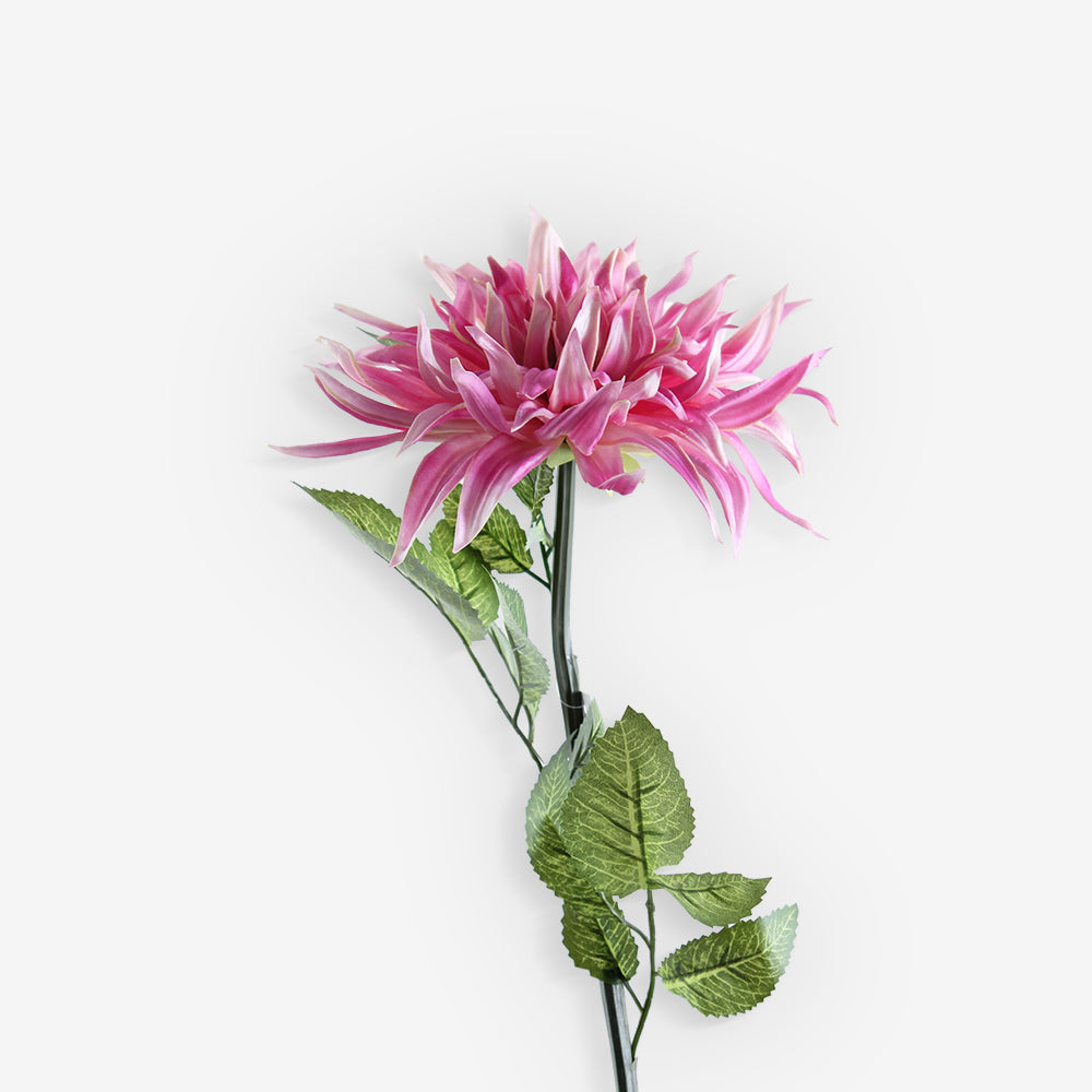 GAZANIA