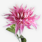 GAZANIA