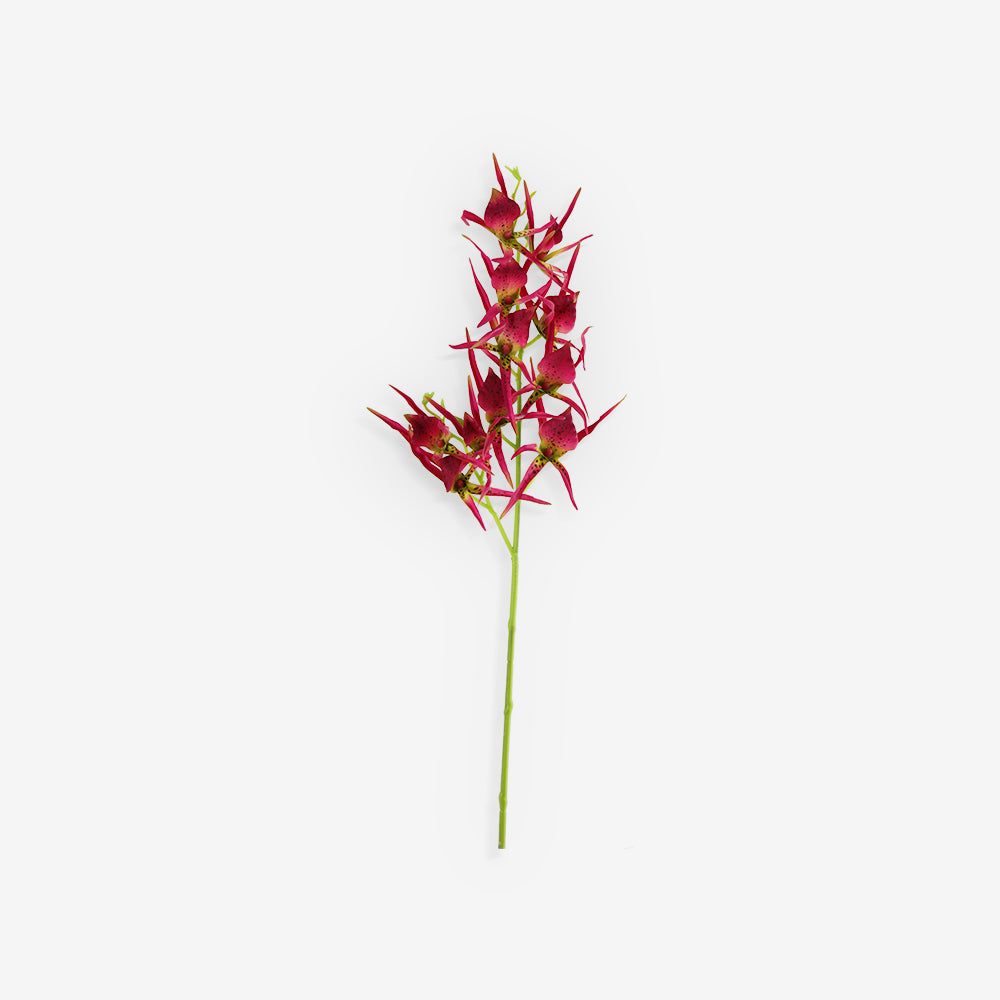 HELICONIA