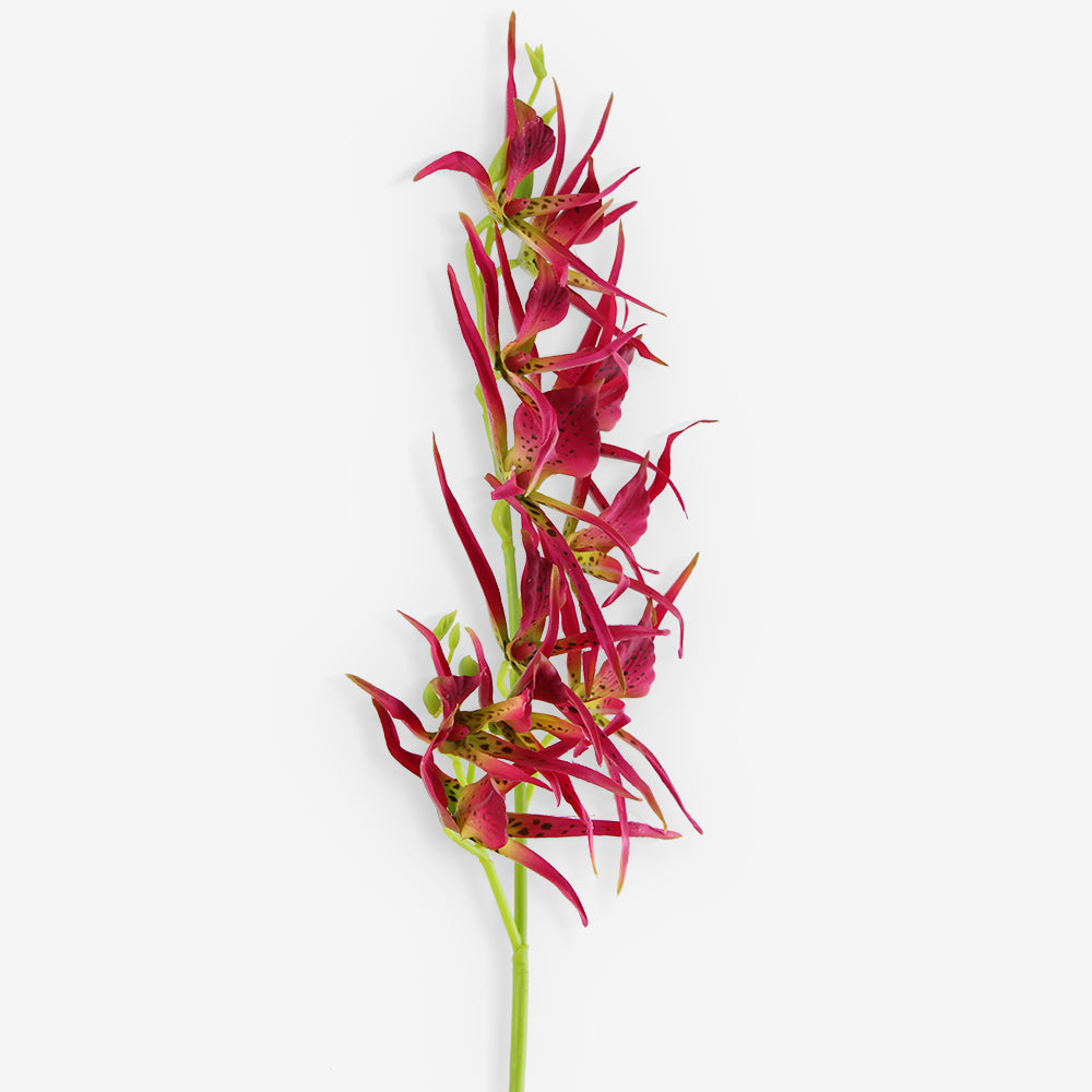HELICONIA