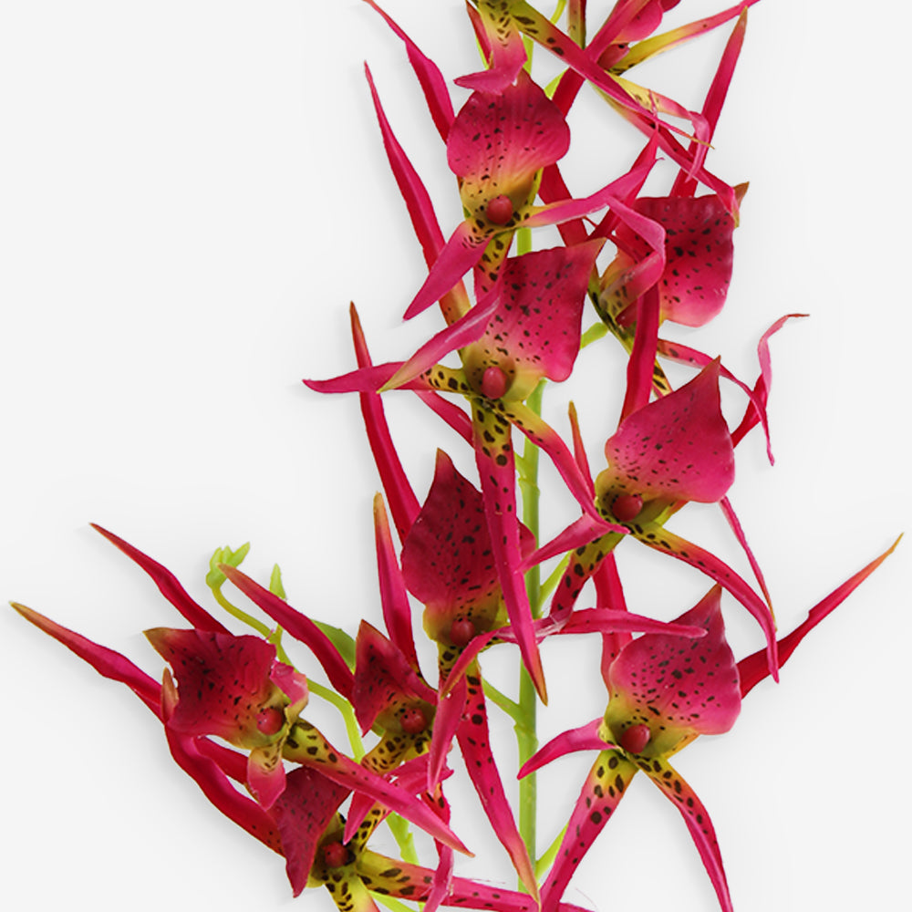 HELICONIA