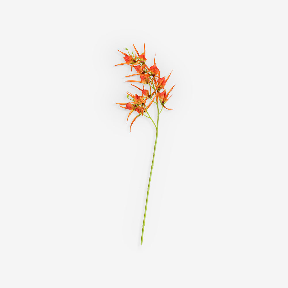 HELICONIA
