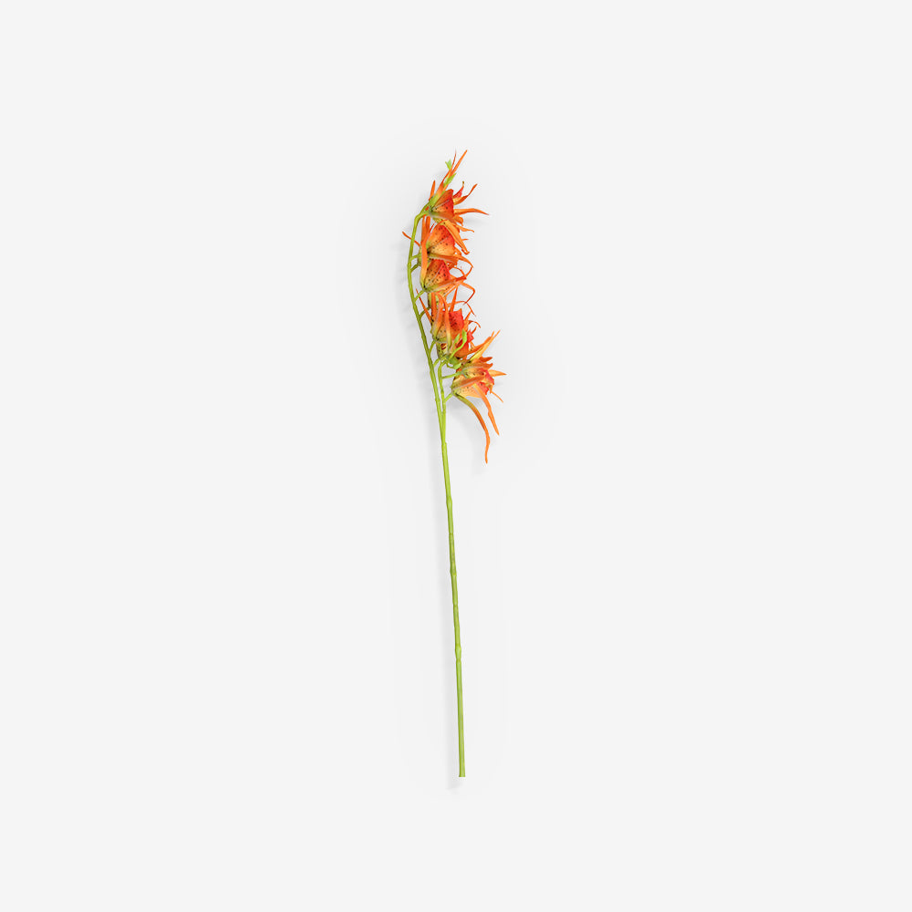 HELICONIA