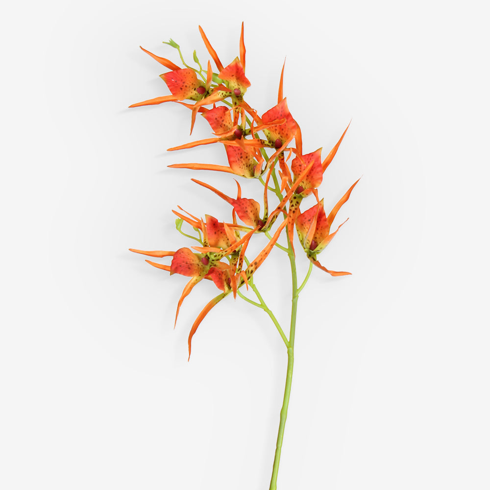 HELICONIA