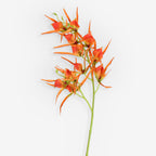 HELICONIA