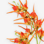 HELICONIA