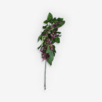 LAURUS