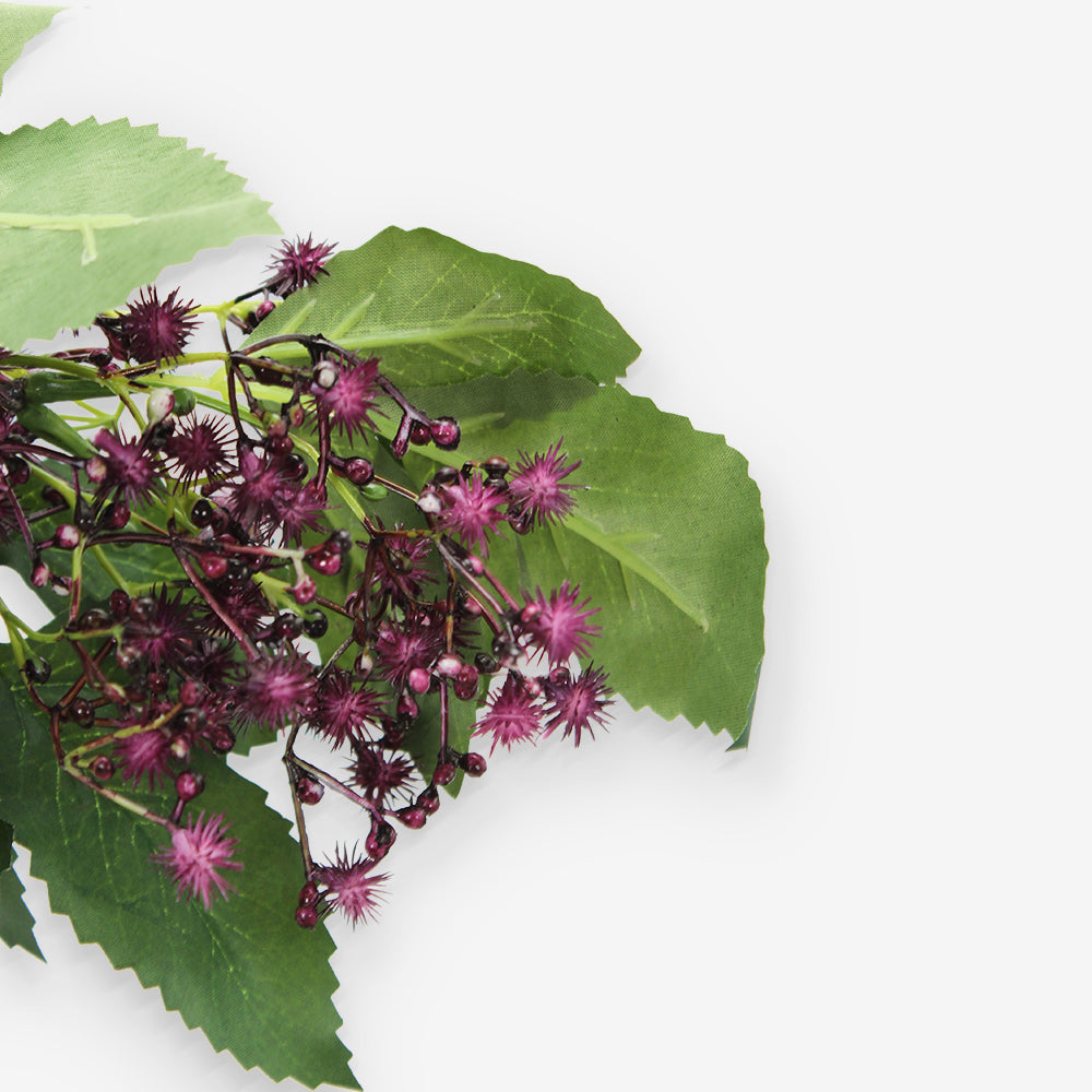 LAURUS