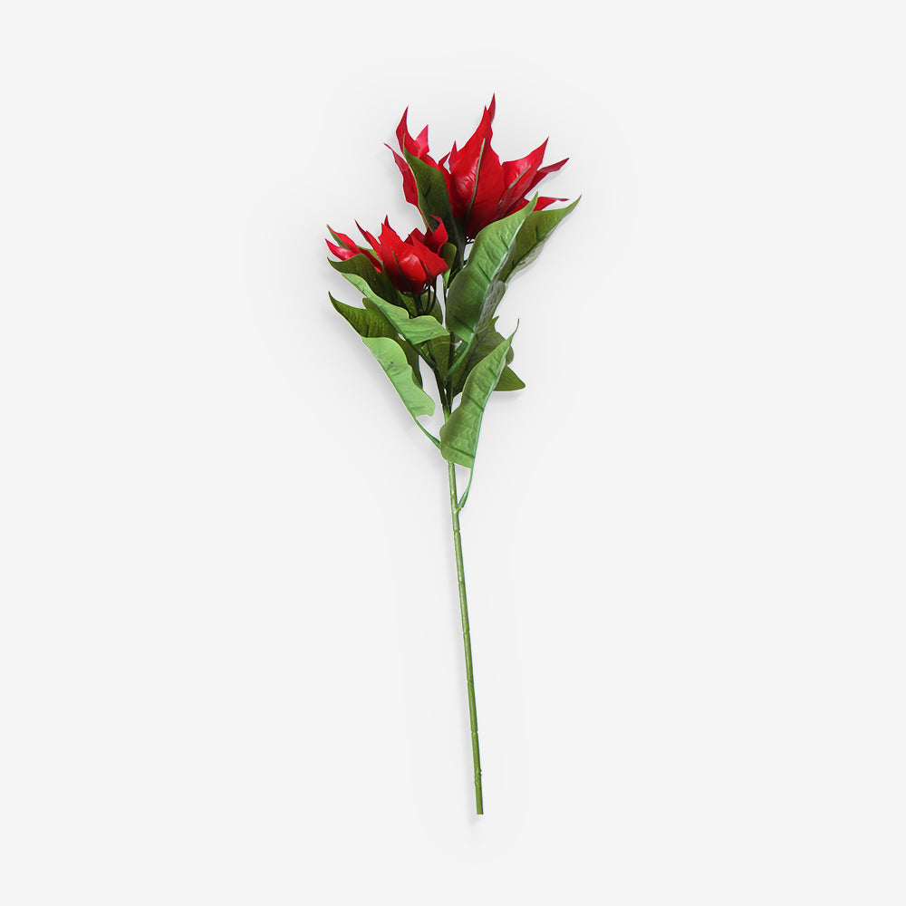 POINSETTIA