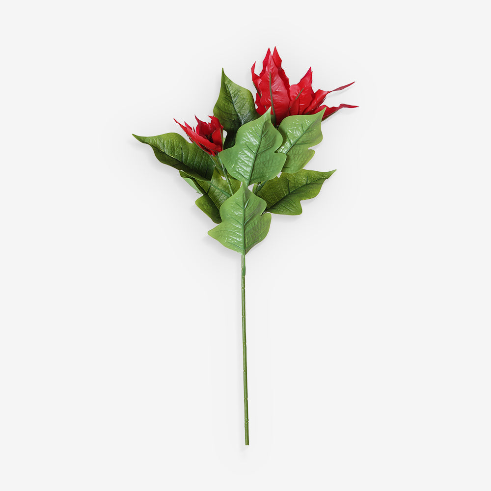 POINSETTIA