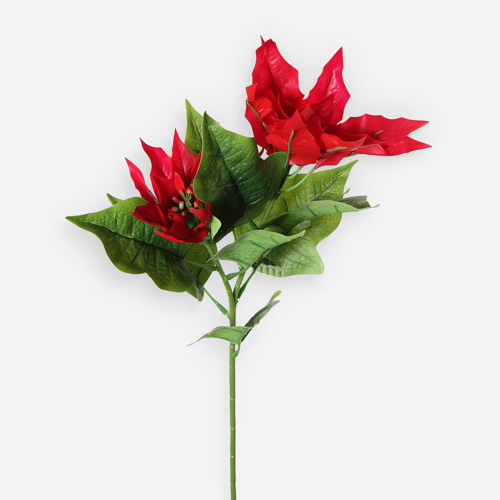 POINSETTIA