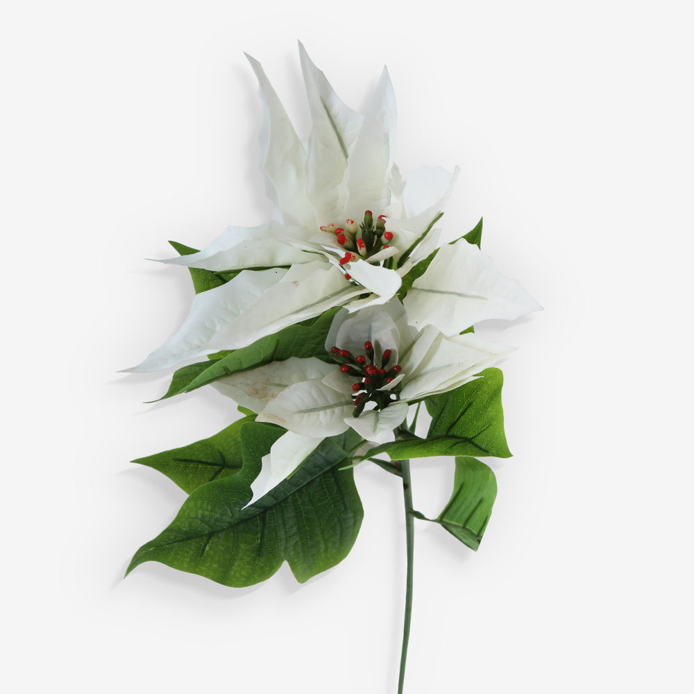 POINSETTIA