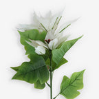 POINSETTIA