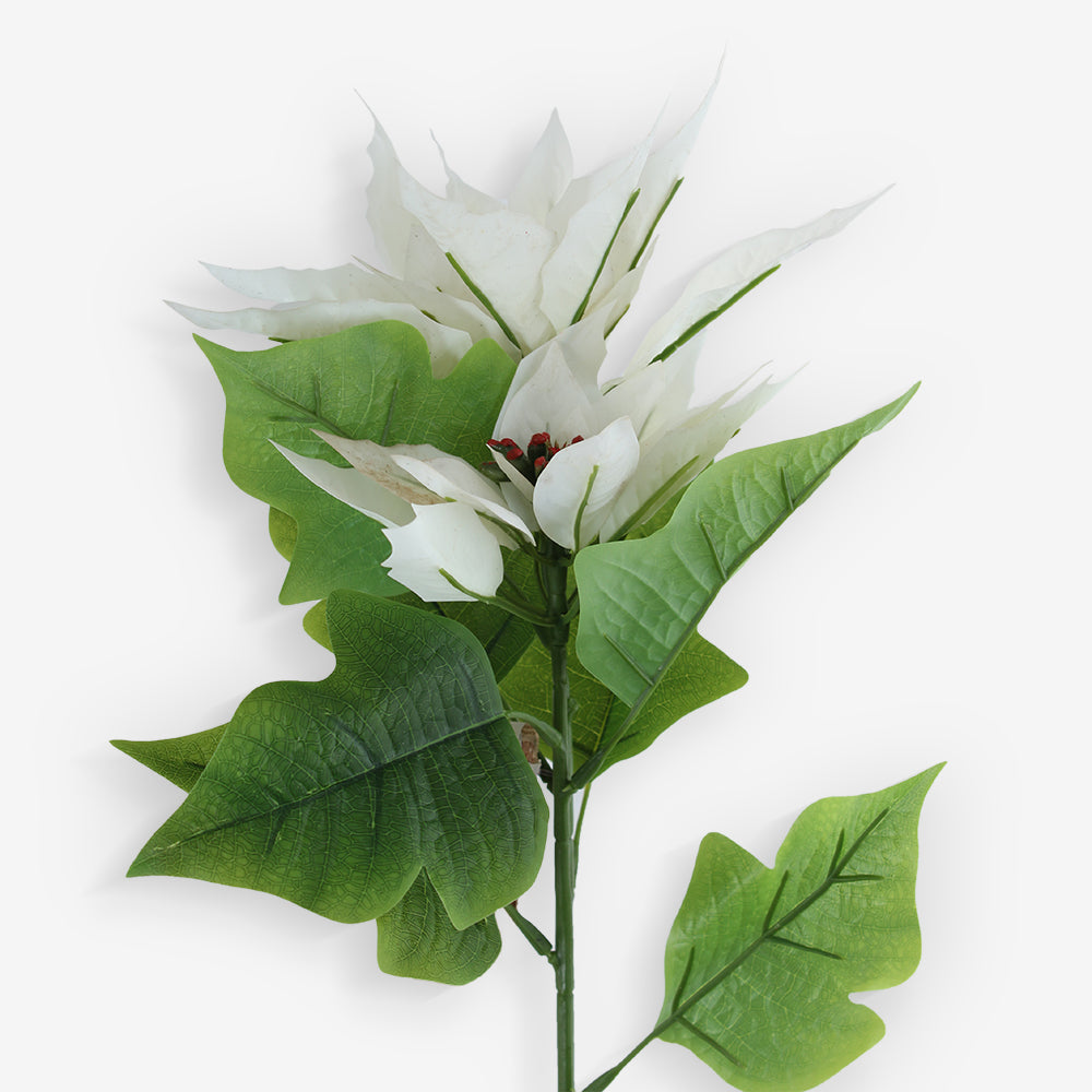 POINSETTIA