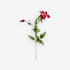 RUGOSA