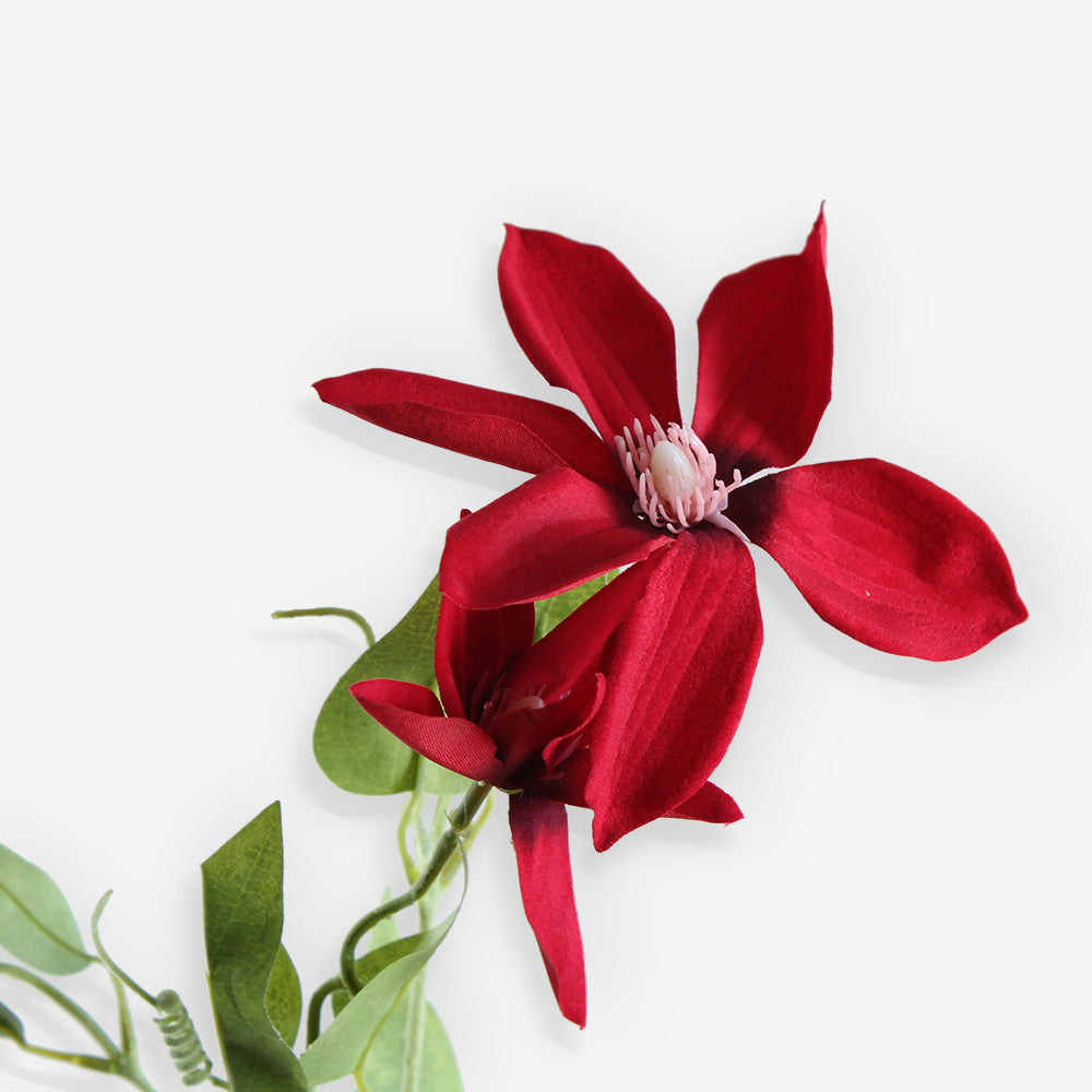 RUGOSA