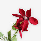 RUGOSA
