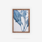 BOTANDIGO