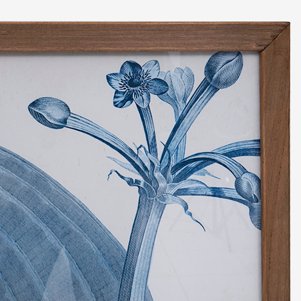 BOTANDIGO