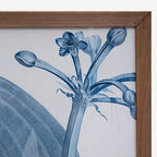 BOTANDIGO