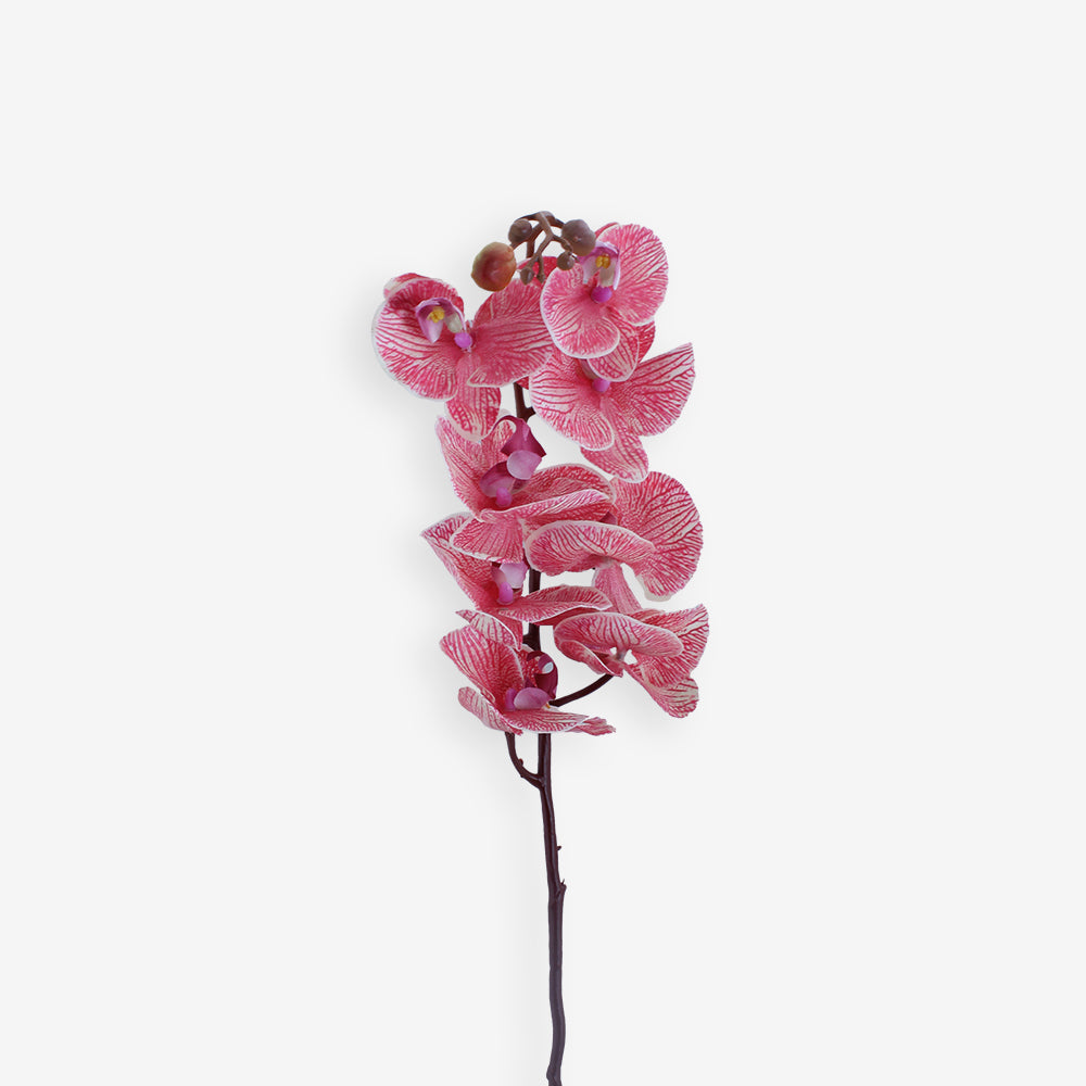 ORCHID