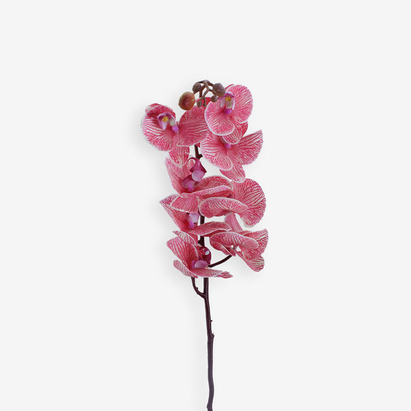 ORCHID