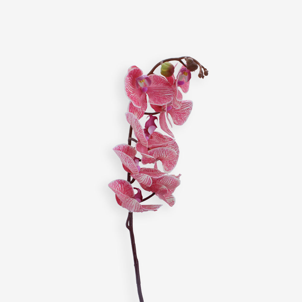 ORCHID