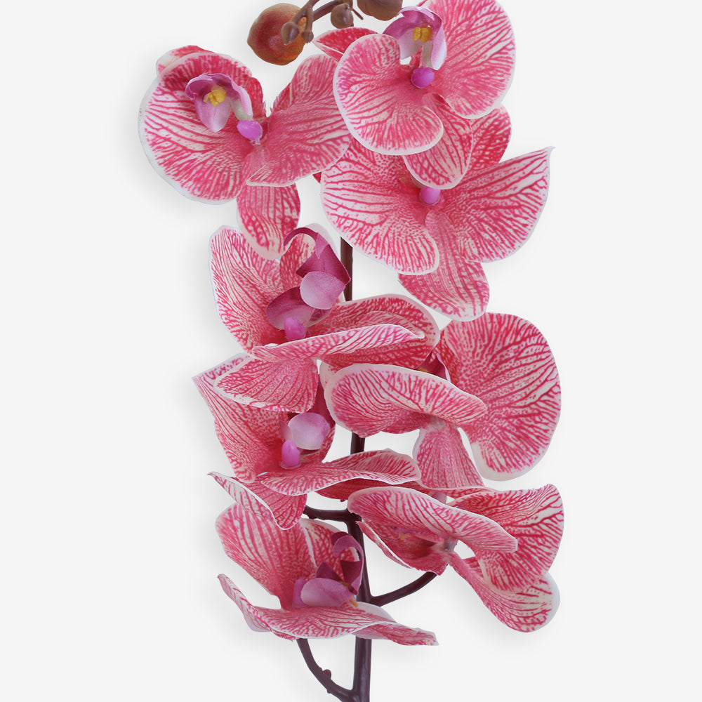 ORCHID