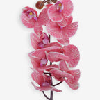ORCHID