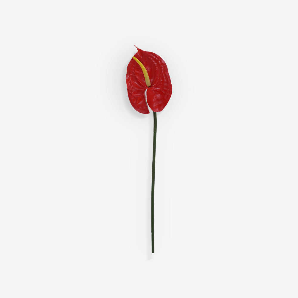 ANTHURIUM