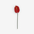 ANTHURIUM