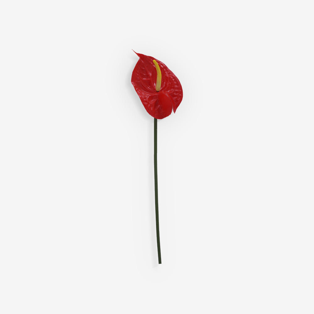 ANTHURIUM