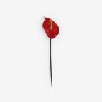 ANTHURIUM