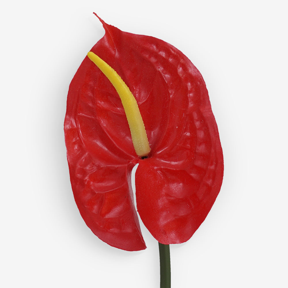 ANTHURIUM