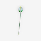 ANTHURIUM