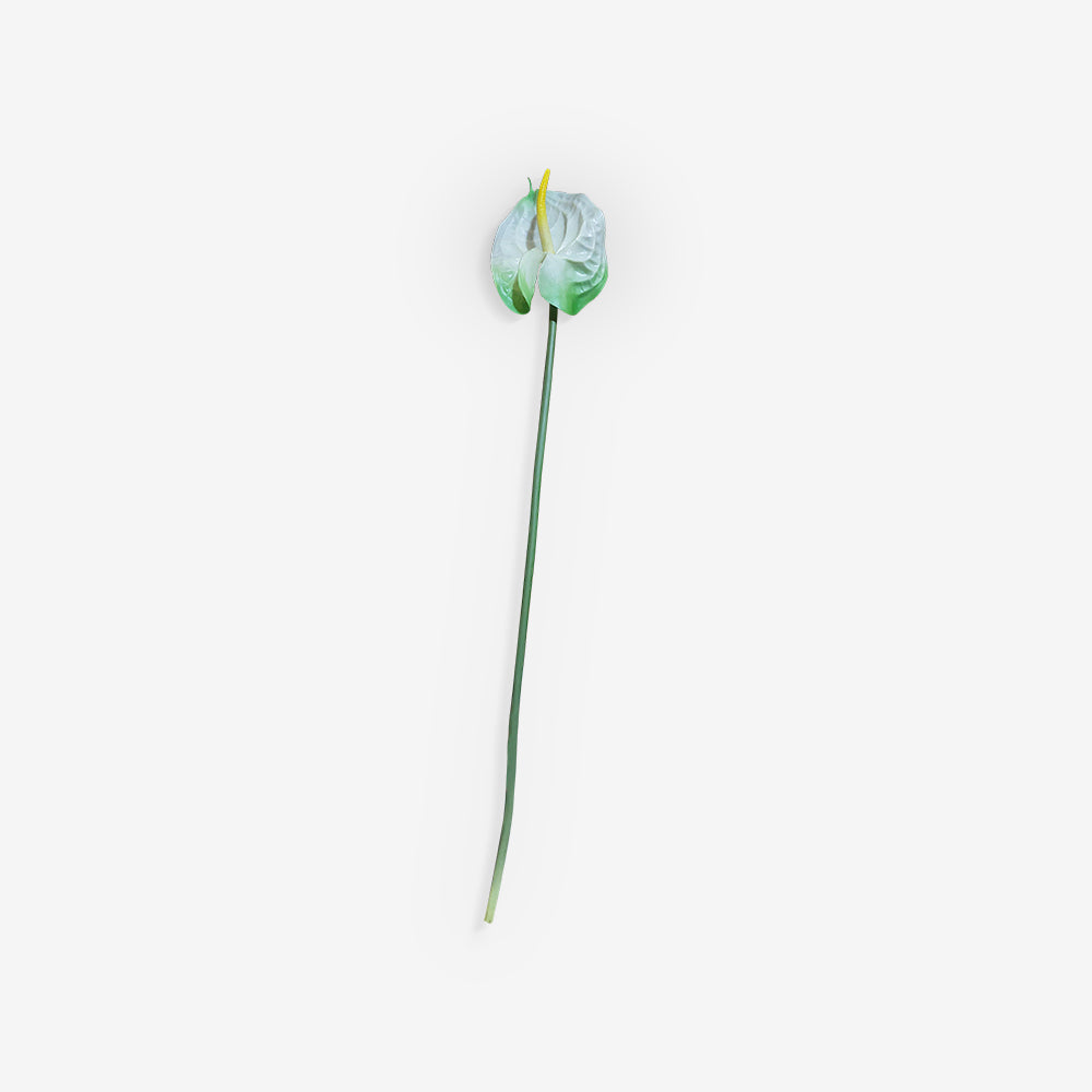 ANTHURIUM