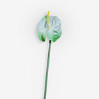 ANTHURIUM
